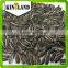 Best Quality Indian Sunflower Seeds for OIl