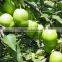 Chinese fresh early su pear with best price for export