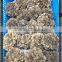 Dried Grifola Frondosa/ Maitake Mushroom