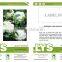 MCF10 Huaxia resistance low temberature OP cauliflower seeds in china seeds