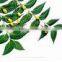 Neem Oil 100% Natural