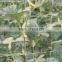 Vegetable Plant Support Net
