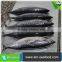 Best Deep Sea Halal Bonito