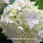 Factory price wholesale real cut fresh hydrangea flower bouquet from Yunnan