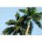 Palm Tree Tower