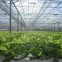 Multispan Glass Greenhouse for Large-scale Vegetable Production