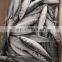 Frozen fresh Pacific mackerel fish block with best price