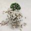 Feed Additives Plant extrcts of Cotton Seed Hull  Price