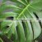 Excellent quality Cheapest Fresh Cut Monstera Foliage