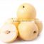 china online shopping 2015 hot sale fresh ya pear