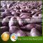2016 high quality fresh Purple Potato Sweet Potato