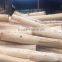 Selling High Quality Acacia Wood Logs From Vietnam