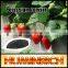 Huminrich Shenyang 70HA+15FA+6K2O 100% Water Soluble Potasium Humate