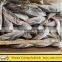 Fair Price for Frozen Fish Horse Mackerel