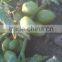 HERO 110 Hybrid Tomato Seeds