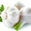 Easy Operate Automatic Garlic Peeling Machine