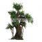 SJ20171884 factory ornamental foliage japanese trees and plants
