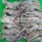 Frozen Tweed Bait squid Heads