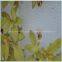 ecological agriculture eco-friendly use breathable healthy seeding planting foam