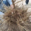 SX No.8 hybrid sunflower seeds for planting Broomrape resistant