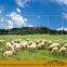 Grassland Fence/field fence/?cattle fence/annimal fence/sheep fence/?wire mesh fence/	Woven Wire Field Fence