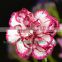 Elegant Miss Rose Makeup Of Flowers Carnation For Decor Flower Bouquets