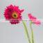 Professional export fresh rose roses flowers with 70-80cm long from Yunnan, China