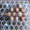 PVC Mould light weight Egg incubator kinds of holes practical plastic egg trays with high quality