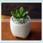 ceramic small tooth flower pot with tooth shape planter