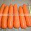 red carrot export from china
