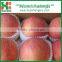 Fresh 100/113/125/138/150 red fuji apple in cold store