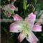 Factory Supply Fragrant flower fresh lily flower fresh cut lilies