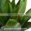 Artificial Mediterranean Lotus Plant