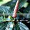 Piper Longum Dry Extract