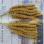 Huang gu su chinese supply yellow bird feed spray millet
