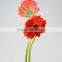 Bottom price Savanna exquisite gerbera flower for decoration