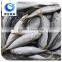 frozen round scad mackerel
