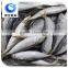 china frozen seafood big/small eyes scad fish