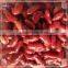 beans in tomato sauce wholesale