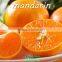 High quality fresh mandarin orange citrus fruit