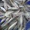 Frozen Hard Tail Scad W/R