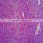Medical Science Subject and Biological Tissue cells slide prepared slides in human histology