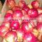 fresh apples