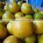fresh calamansi / +84963818434 whatsapp