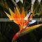 Fresh cut flower Bird- of -paradise Strelitzia reginae Aiton