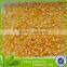 sweet corn for sale in low price