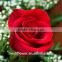Export cut fresh flower of red rose flower from china