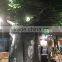 Derorative ficus Tree