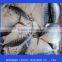 Supply Whole Round Moon fish