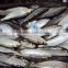 Frozen W/R sardine for tuna bait